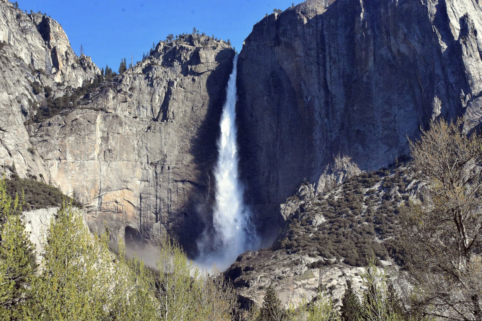 Yosemite Falls dropping down a granite cliff above the trees